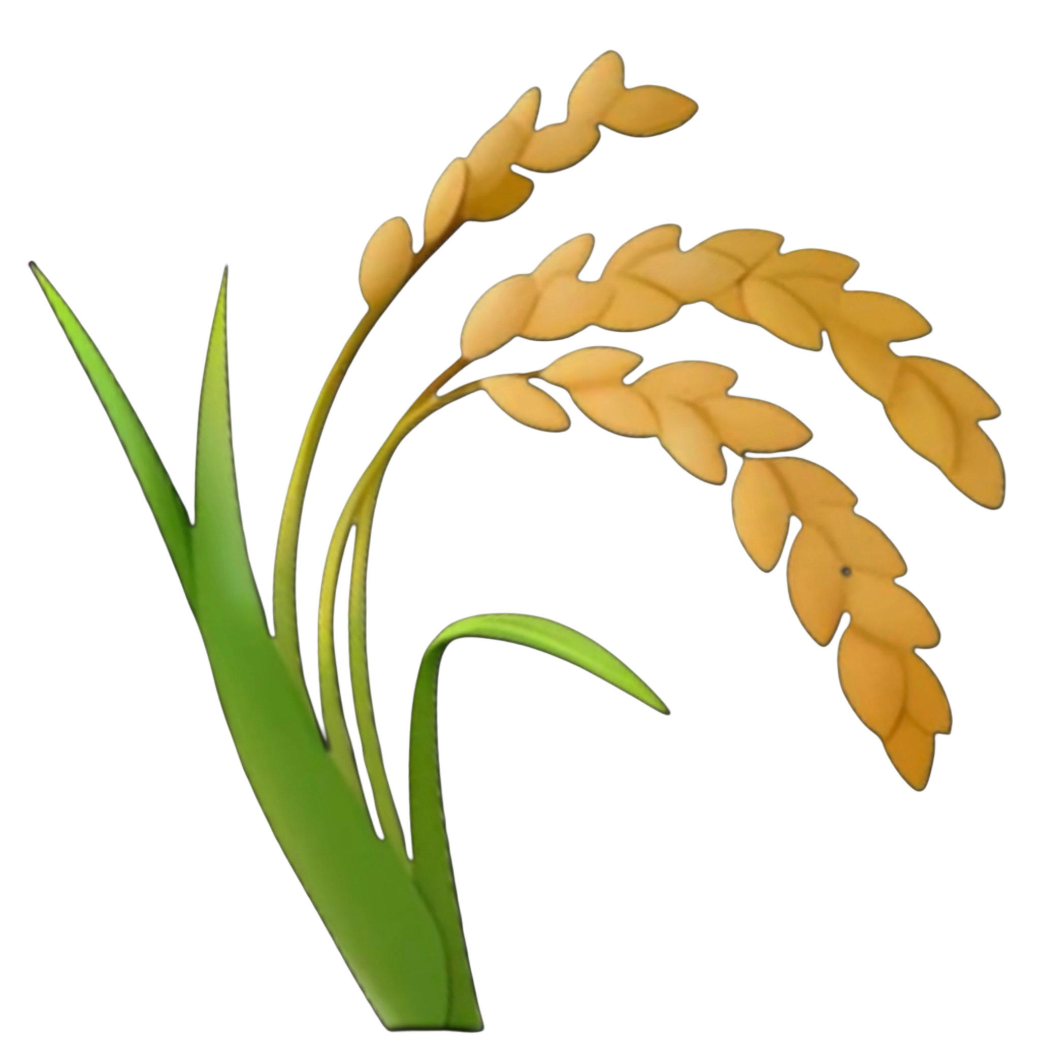 Rice Panicle